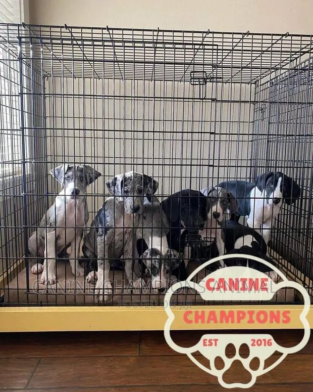 1-3 months Female Purebred Great Dane · Photo 1