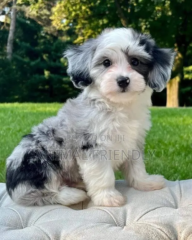 1-3 months Female Purebred Poodle · Photo 1