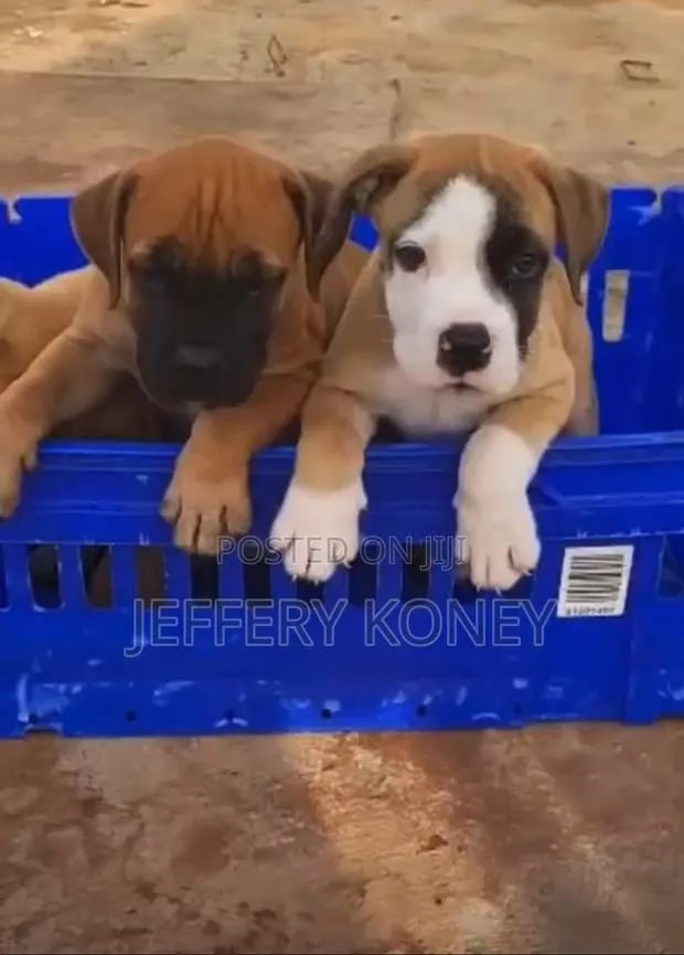 1-3 months Male Purebred Boerboel · Photo 1