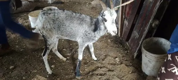 Sahelian Goat · Photo 1
