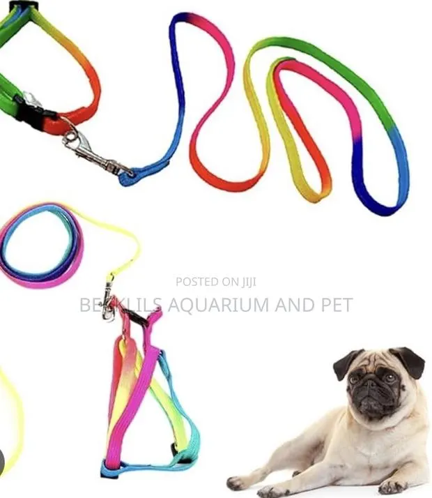 Multicolored Dog Collar With Leash · Photo 1