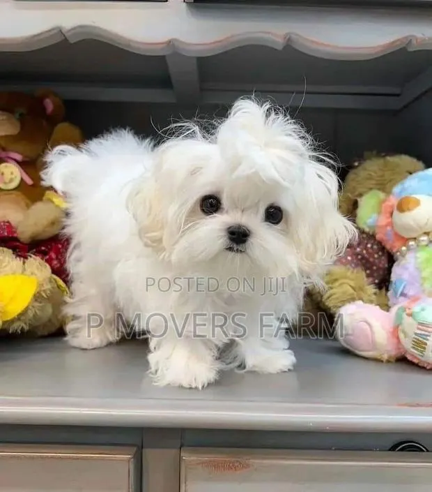 1-3 months Female Purebred Poodle · Photo 1