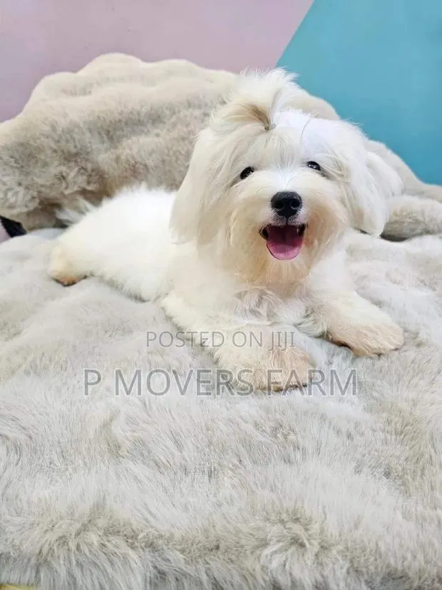 1-3 months Male Purebred Maltese · Photo 1