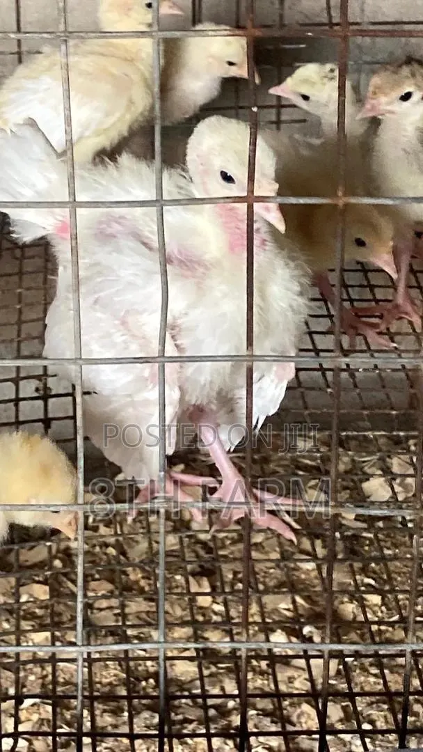 Foreign BBW/BBB Day Old Turkey (Poults) · Photo 1