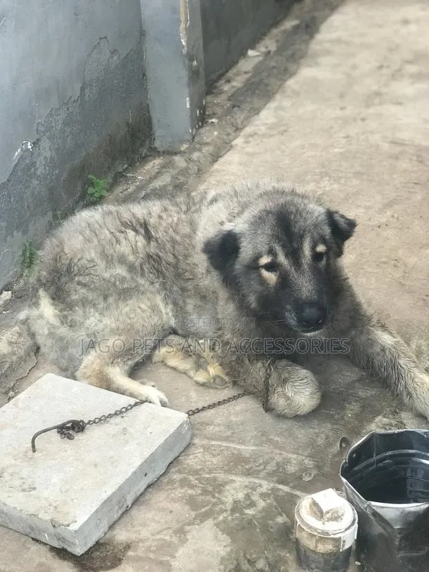 1+ year Male Purebred Caucasian Shepherd · Photo 1