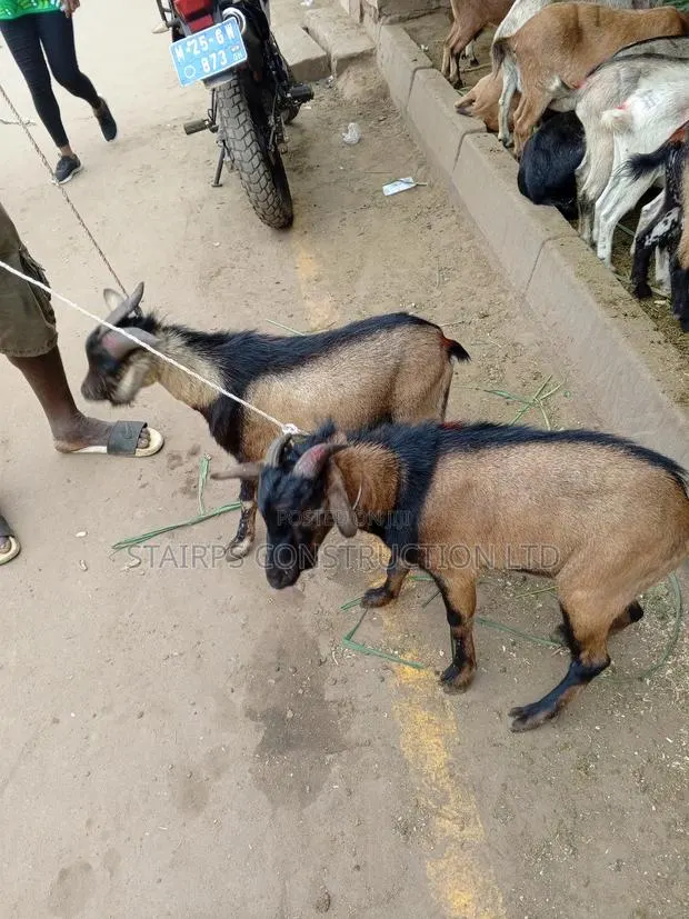 Male Goats for Sale. · Photo 1