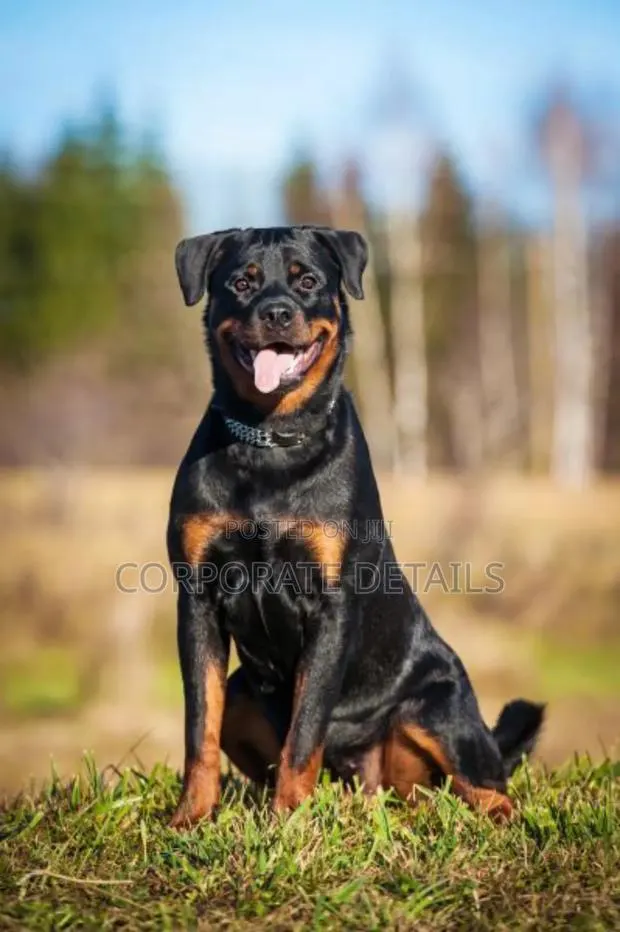 3-6 months Male Purebred Rottweiler · Photo 1