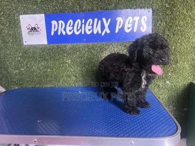 1-3 months Female Purebred Poodle · Photo 1