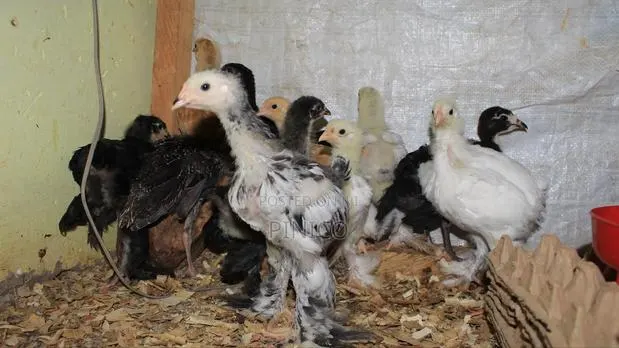 Brahma Chicks · Photo 1