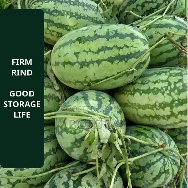 Watermelon Seeds – Extra-Large, High-Yield, Super-Sweet · Photo 2