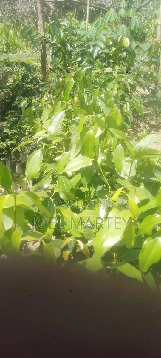 Cinnamon Seedlings · Photo 1