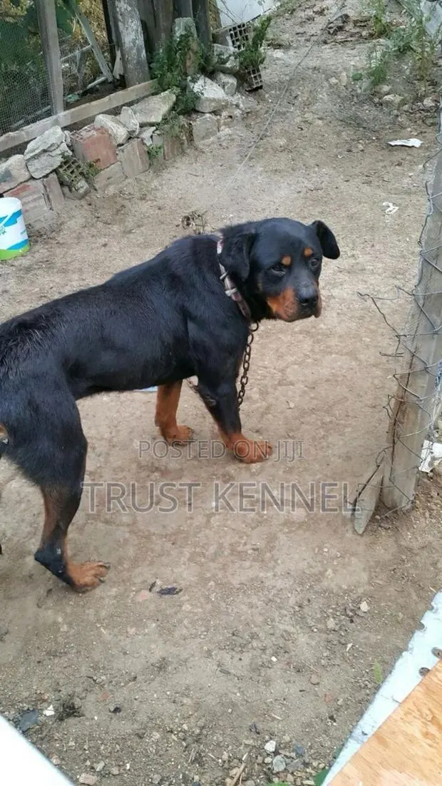 6-12 months Female Purebred Rottweiler · Photo 1