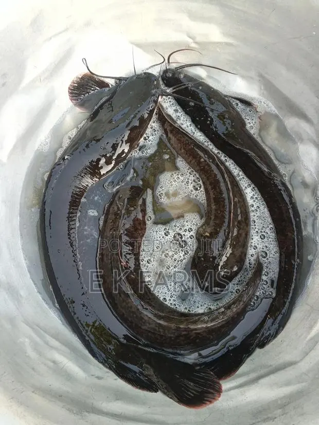 Broodstock Catfish · Photo 4