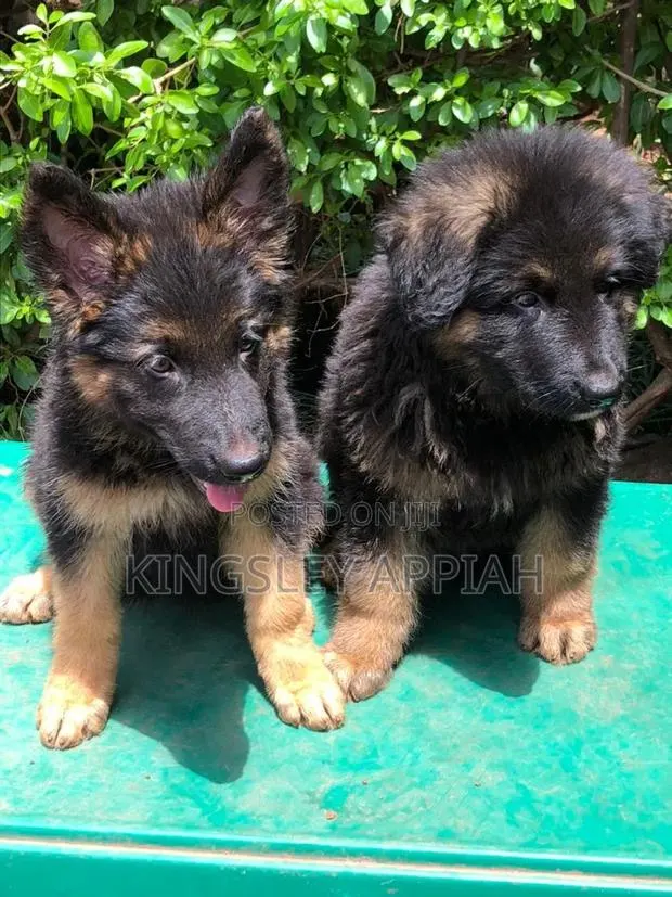 1-3 months Male Purebred German Shepherd · Photo 1