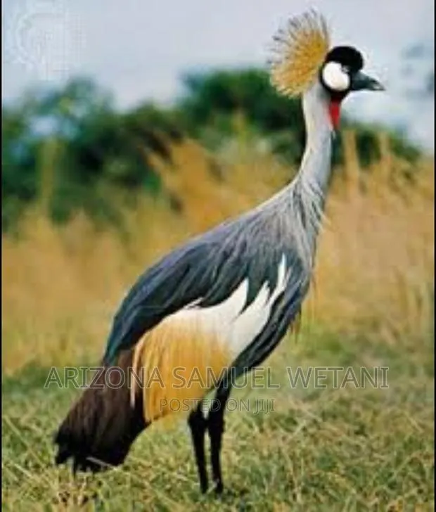 One Pair of Crowned Cranes · Photo 1