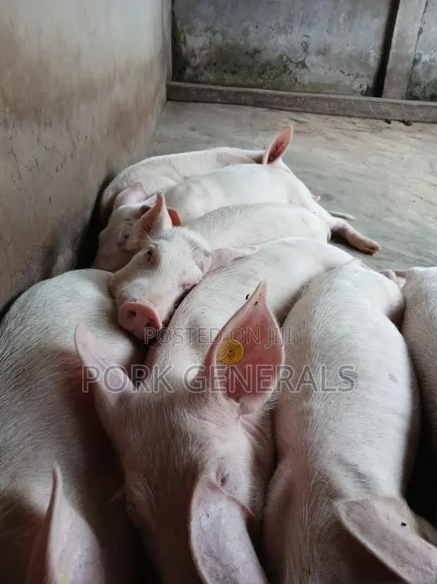 Healthy Weaners Pigs Available ( WANT TO START a PIG FARM ) · Photo 2