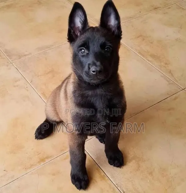1-3 months Female Purebred Belgian Malinois · Photo 1