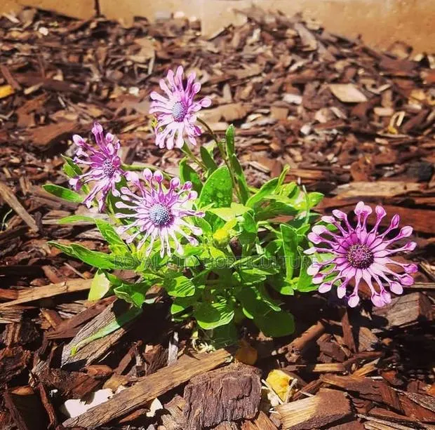 All Gardening Services · Photo 1