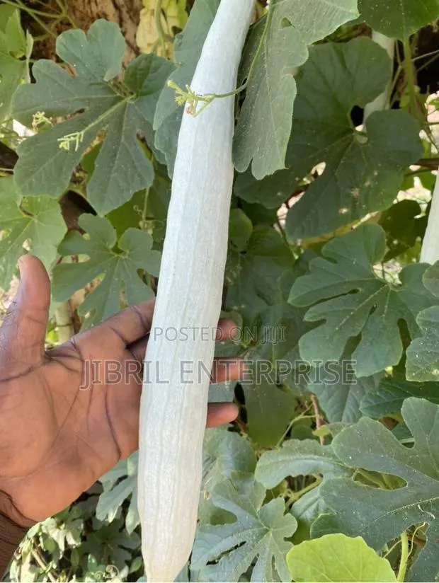 Snake Gourd Tomato Seeds · Photo 4