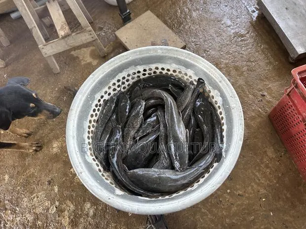 Catfish Broodstocks · Photo 1