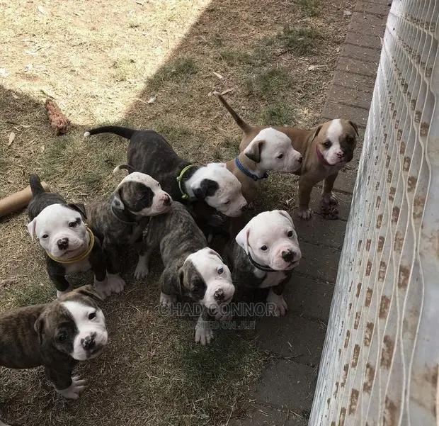 1-3 months Male Purebred American Bulldog · Photo 1