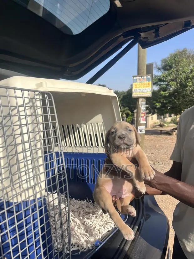 1-3 months Male Purebred Cane Corso · Photo 1