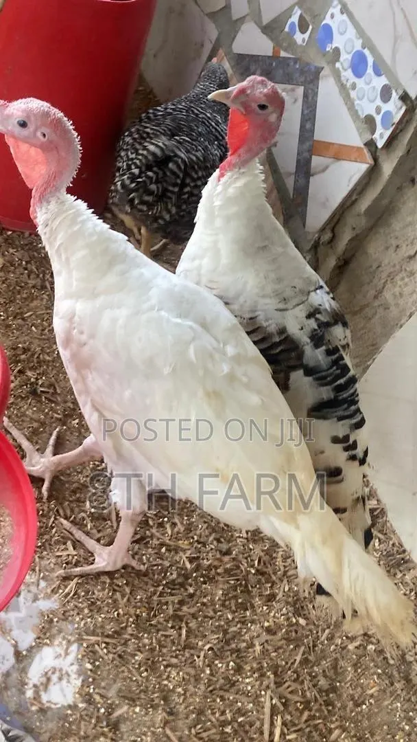 Matured Female Turkey BBW and BBB · Photo 1