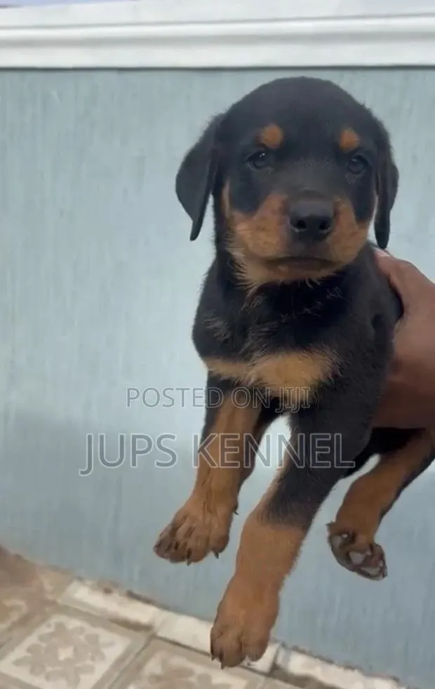 1-3 months Female Purebred Rottweiler · Photo 1