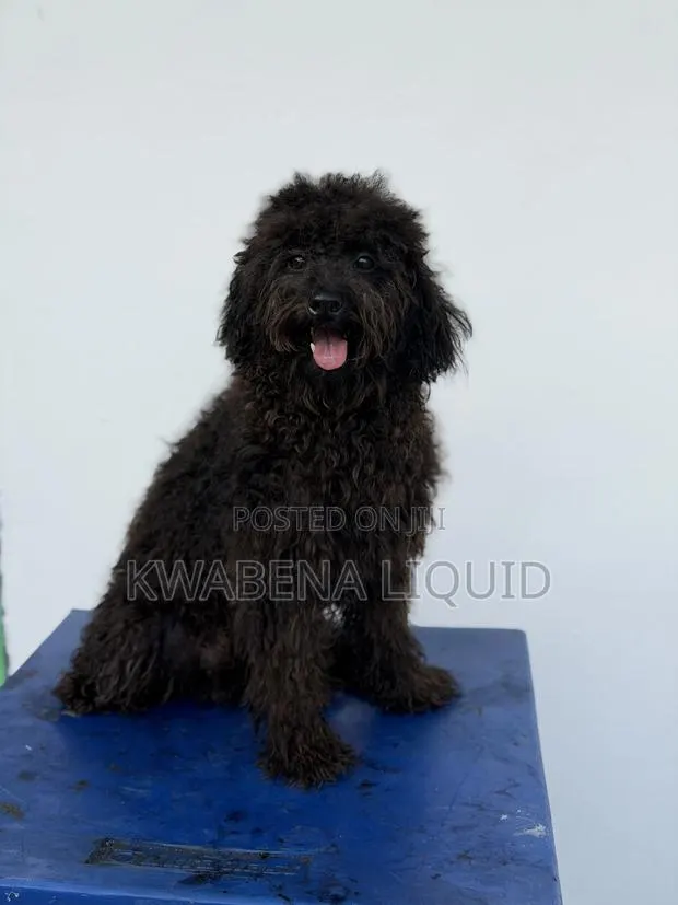 1+ year Male Purebred Poodle · Photo 1