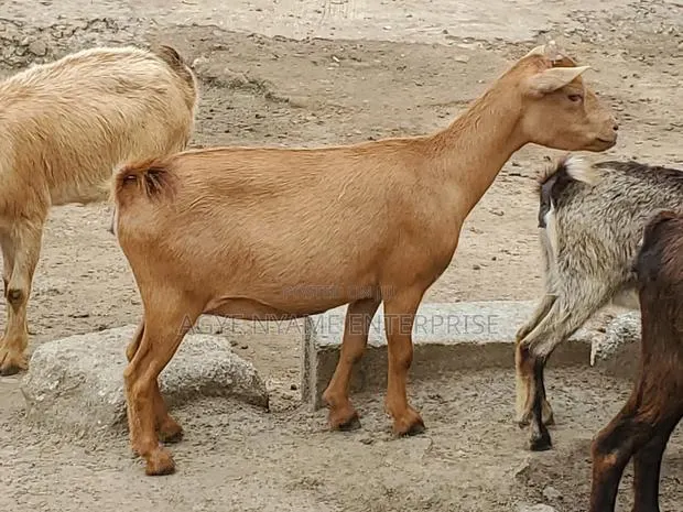 Young Healthy Female Goats · Photo 1