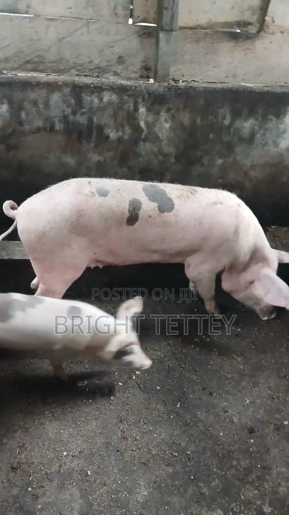 Farm Animals · Photo 1