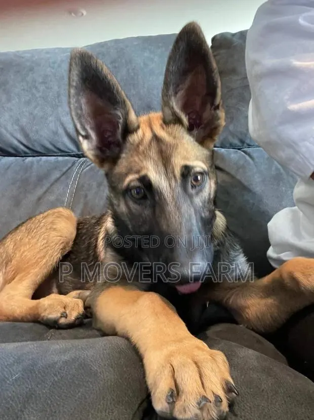 3-6 Months Female Purebred German Shepherd · Photo 1