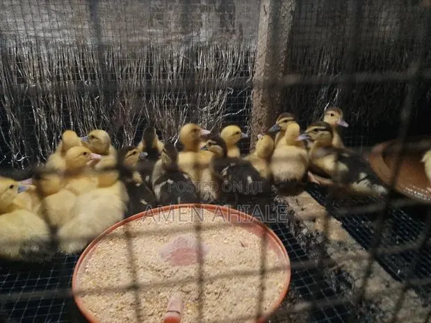 Heathly Muscovy Ducklings · Photo 1