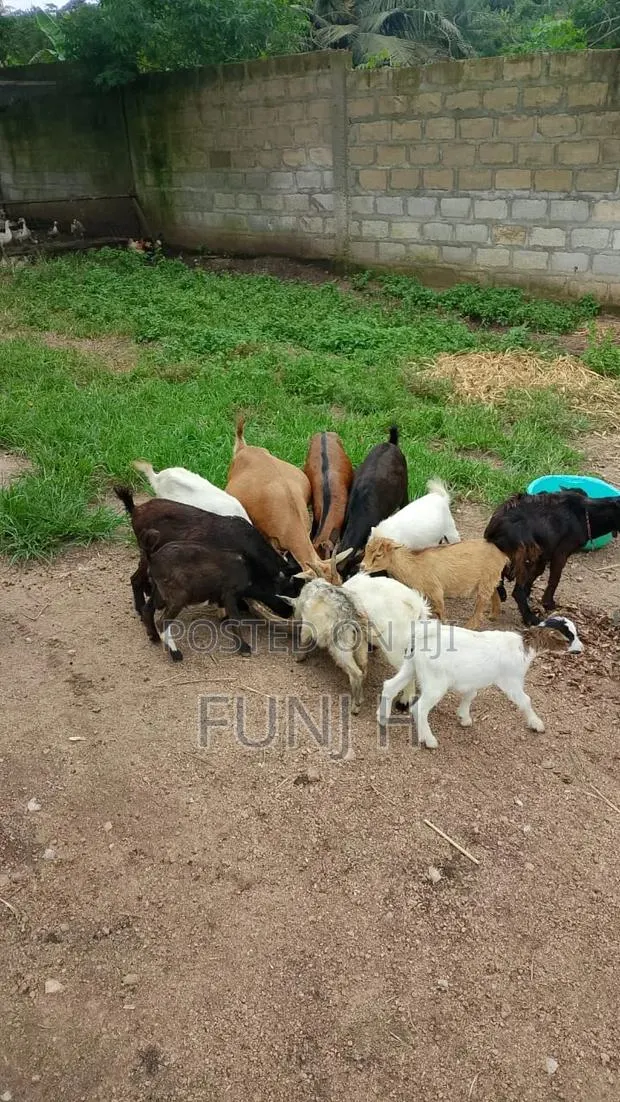 Cheap Goats for Sale · Photo 1