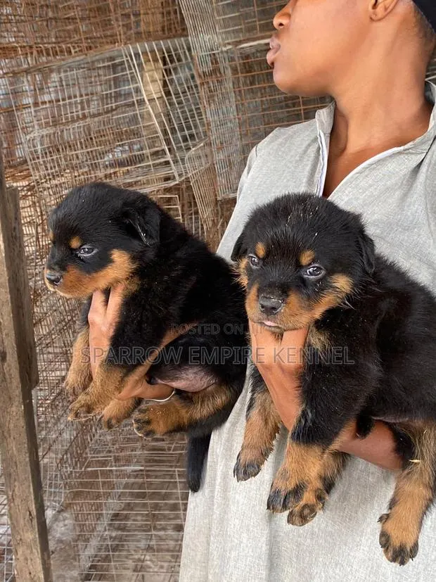 1-3 months Male Purebred Rottweiler · Photo 1