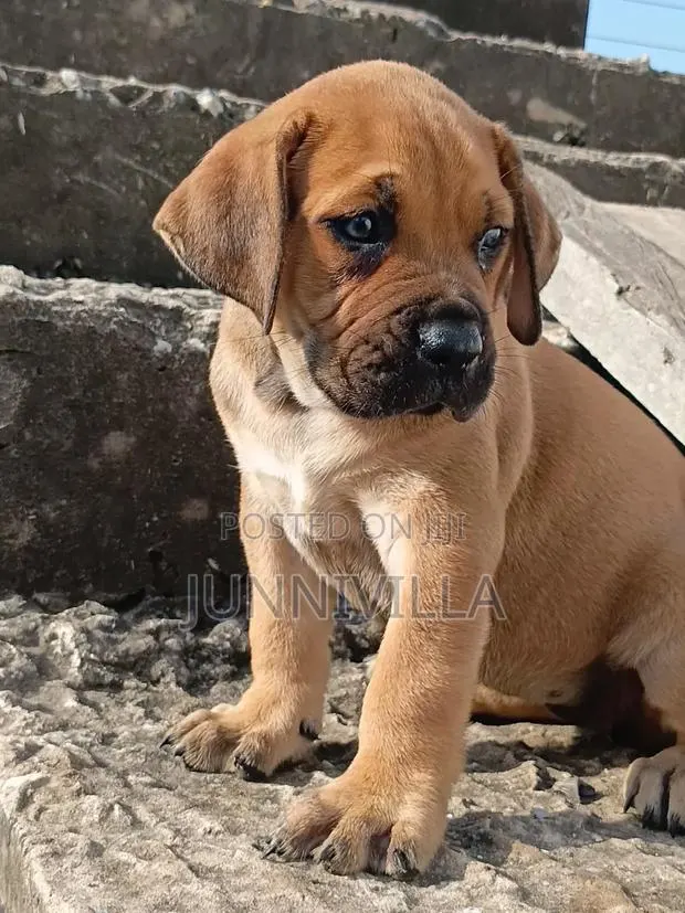 1-3 months Female Purebred Boerboel · Photo 1