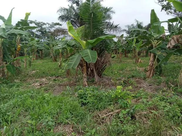 Plot of Land Asuofua Asaaman · Photo 2