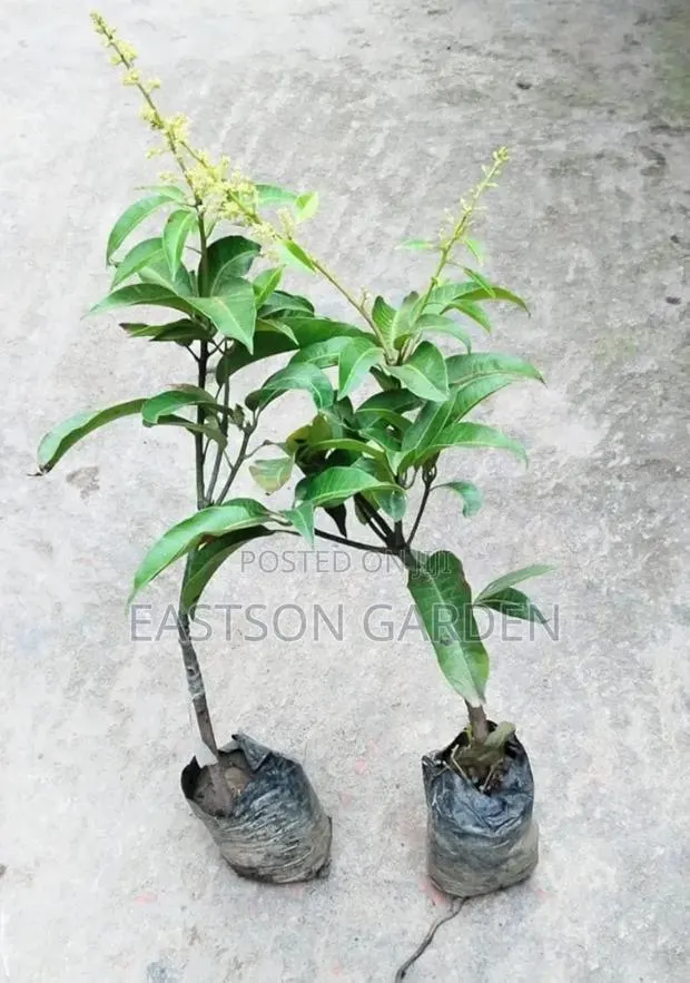 Jumbo Dwarf Mango Seedlings · Photo 4