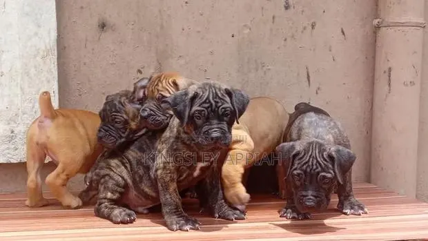 1-3 months Female Purebred Boerboel · Photo 1