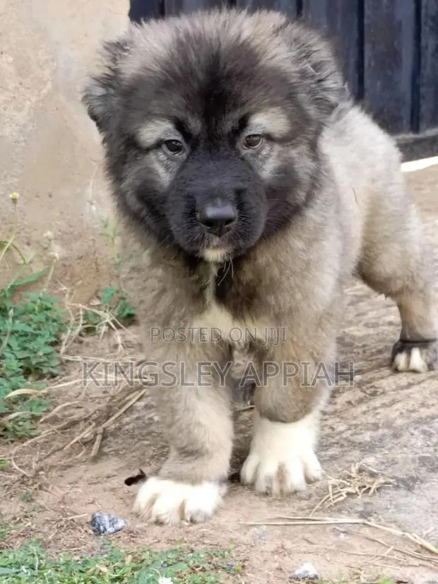 1-3 months Male Purebred German Shepherd · Photo 1