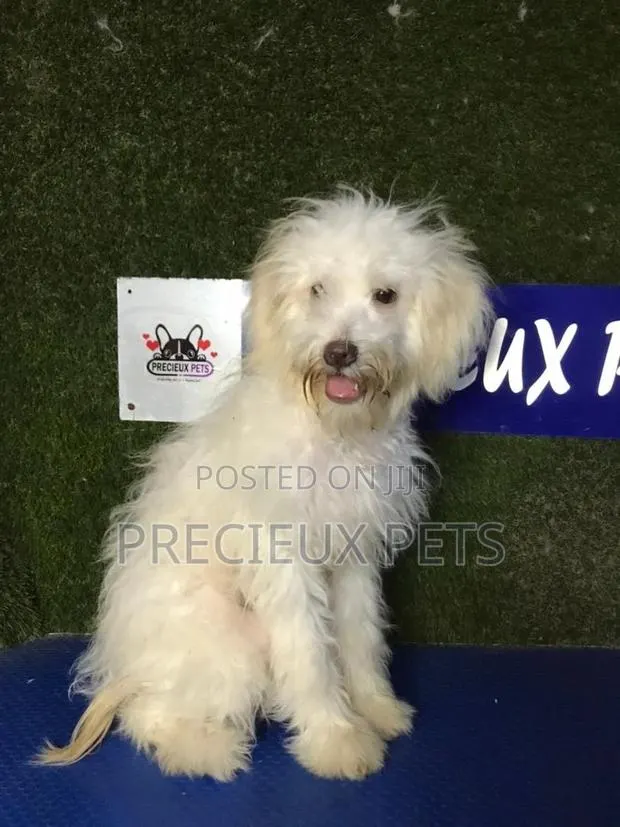 3-6 months Male Mixed Breed Maltipoo · Photo 1
