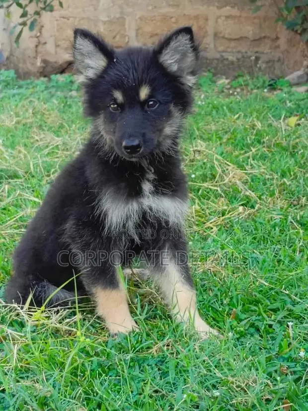1-3 months Male Purebred German Shepherd · Photo 1
