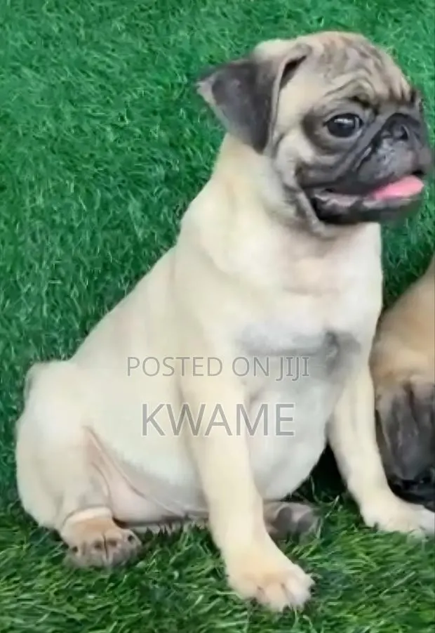 3-6 months Male Purebred Pug · Photo 1