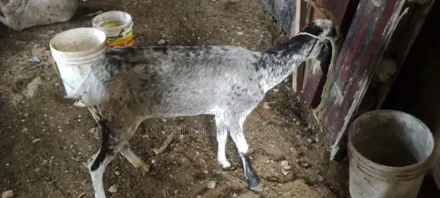 Sahelian Goat · Photo 3