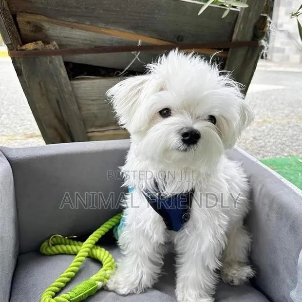 1-3 months Male Purebred Lhasa Apso · Photo 1
