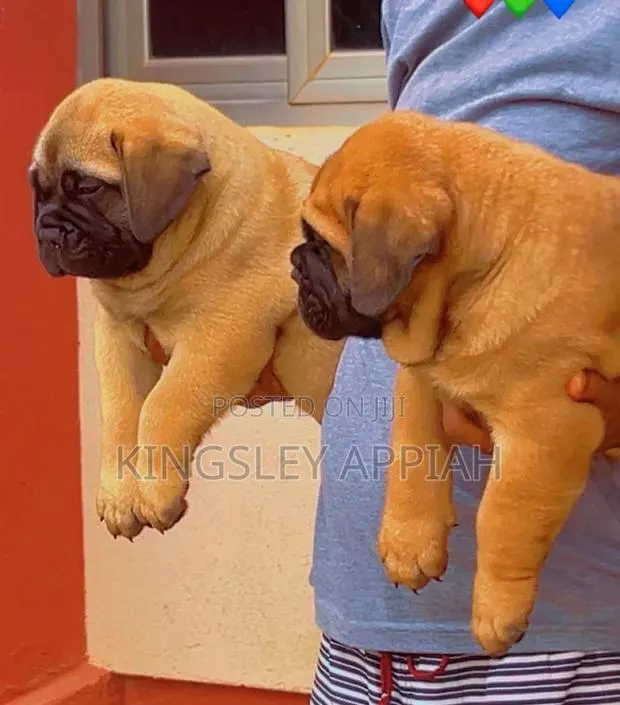 1-3 months Female Purebred Bullmastiff · Photo 1