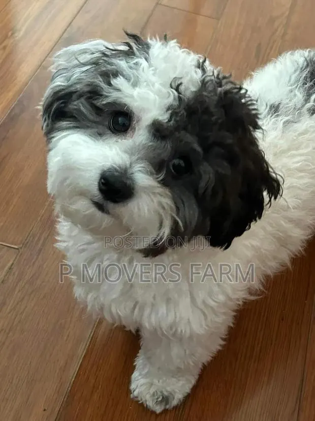1-3 months Male Purebred Poodle · Photo 1