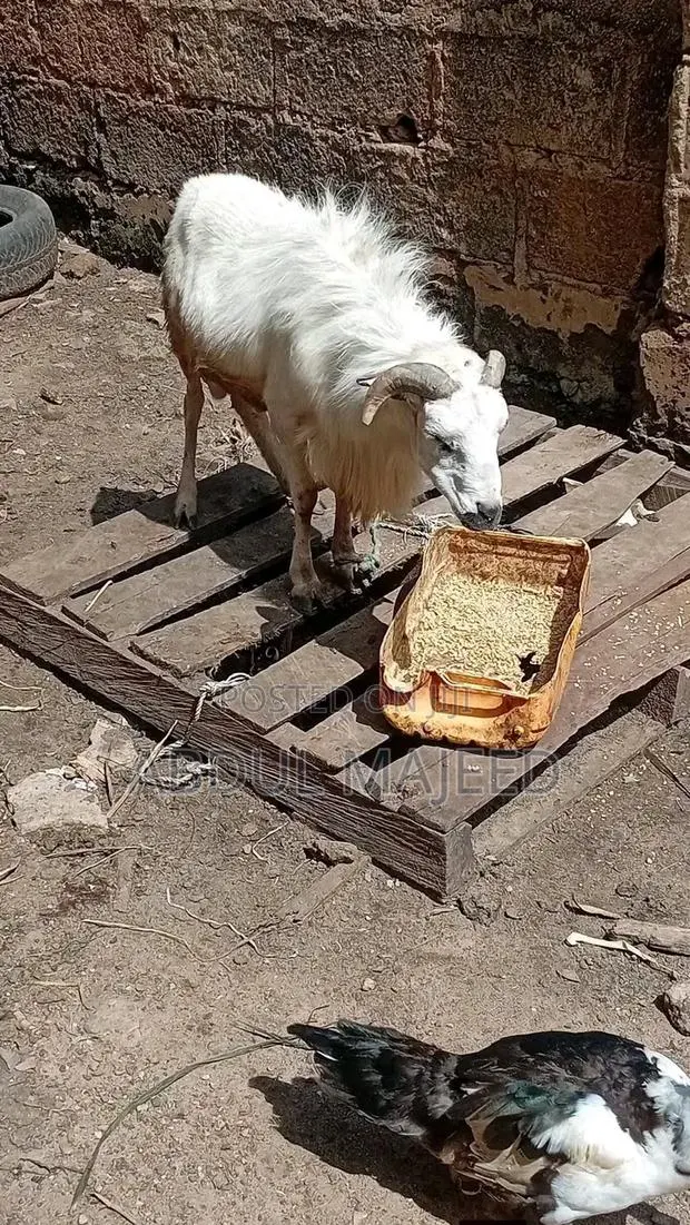 Sheep Is for Sale · Photo 1