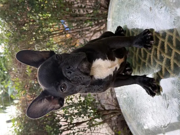 1-3 months Female Purebred French Bulldog · Photo 1
