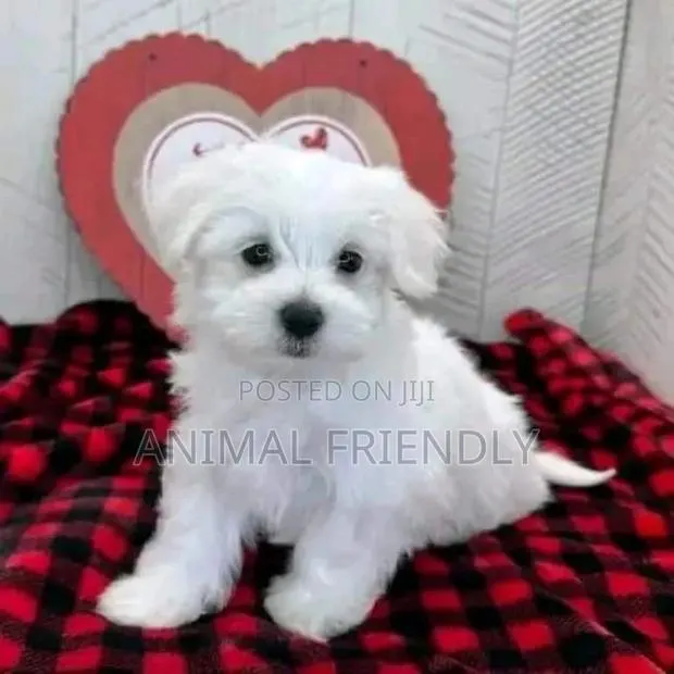 1-3 months Male Purebred Poodle · Photo 1